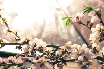 illuminated almond blossom