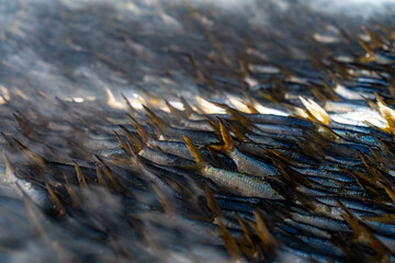 Tanjil Fishing Village, The gambia, Africa