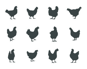 Chicken hen silhouette, Hen chicken silhouette set, Chicken silhouettes