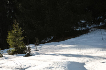 bosco inverno natura 