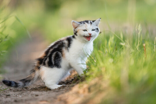 junge Katze in der Natur, Kitten genießt Freigang im Sommer auf einer Wiese bei Sonnenschein