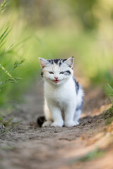 Naklejka na ściany i meble junge Katze in der Natur, Kitten genießt Freigang im Sommer auf einer Wiese bei Sonnenschein