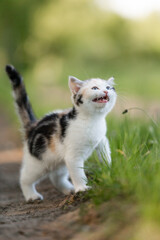 junge Katze in der Natur miaut, Kitten genießt Freigang im Sommer auf einer Wiese bei Sonnenschein