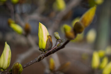 Budding Flower on Tree Branch 