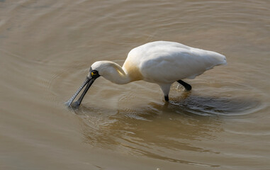black-faced spoonbill and seagull foraging in wetland