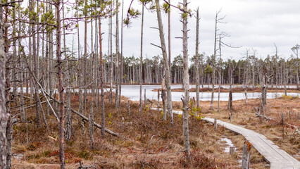 Obraz premium Nature view of the marsh with a wooden walking path winding through the marsh
