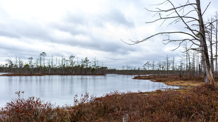 Nature view of a marsh with a marsh lake and windswept trees along the edge of the lake