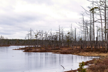 Fototapeta na wymiar Nature view of a marsh with a marsh lake and windblown trees along the edge of the lake