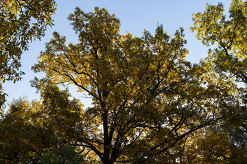 Yellowing and falling foliage of deciduous trees in autumn