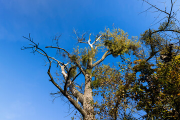 Yellowing and falling foliage of deciduous trees in autumn