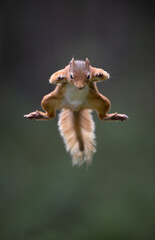 Red Squirrel Jumping