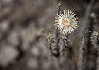 Withered Beauty: The Last Stand of a Single Flower