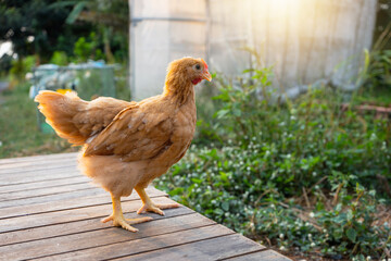 Buff orpington young chicken in the backyard in the evening light atmosphere.