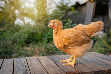 Buff orpington young chicken in the backyard in the evening light atmosphere.
