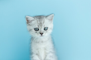 Fluffy british gray kitty looking at camera on blue background, front view. Cute young long hair striped cat sitting in front of blue background with copy space. 10 month old female kitten. Isolated.
