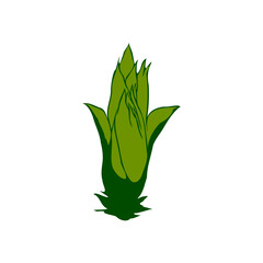 Green corn illustration on the white background