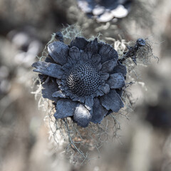 A Solo Struggle: The Story of a Single Dry Flower