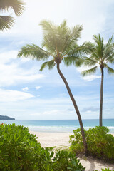 View of nice tropical beach with some palms