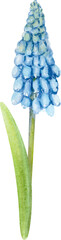 Hand Drawn Watercolor Spring Flower Muscari