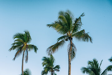 Palm trees and sky