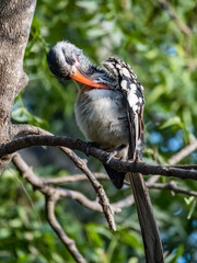 Birdwatching in The Gambia , Africa
