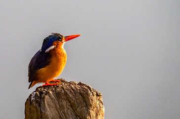 Birdwatching in The Gambia , Africa