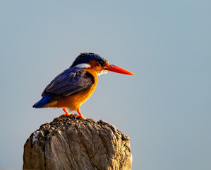 Birdwatching in The Gambia , Africa