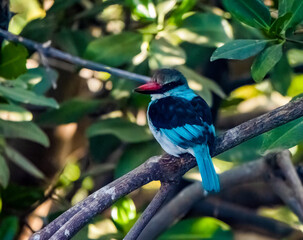 Birdwatching in The Gambia , Africa