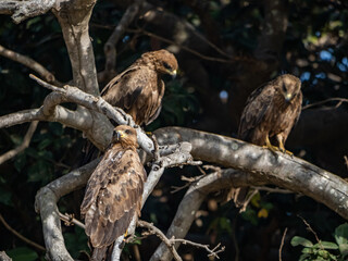 Birdwatching in The Gambia , Africa