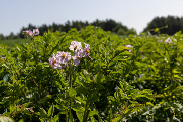 Green potato bushes in the field