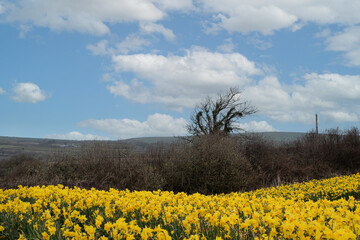 Fields  of  daffodils  St  davids  day  wales - obrazy, fototapety, plakaty