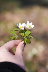 Holding the very first flower blooming at the beginning of Spring in Sweden