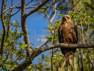 Birdwatching in The Gambia , Africa