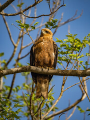 Birdwatching in The Gambia , Africa