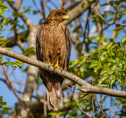 Birdwatching in The Gambia , Africa