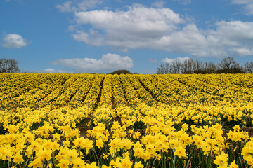 Fields  of  daffodils  St  davids  day  wales