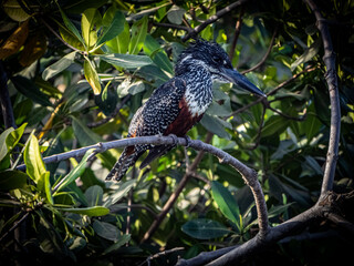 Birdwatching in The Gambia , Africa