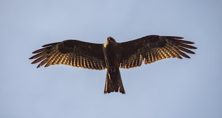 Birdwatching in The Gambia , Africa