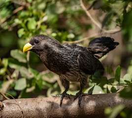 Birdwatching in The Gambia , Africa