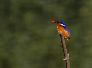 Birdwatching in The Gambia , Africa