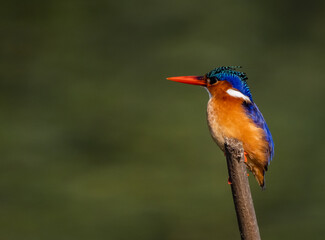 Birdwatching in The Gambia , Africa