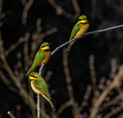 Birdwatching in The Gambia , Africa