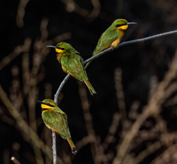 Birdwatching in The Gambia , Africa