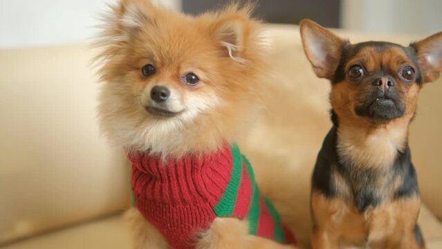 A cute Dogs sits in a cozy chair. Animals and human friendship 4K