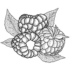 Fototapeta premium Raspberries compositions engraved ink art
