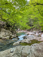 fast river flows among the stones in the forest hike journey