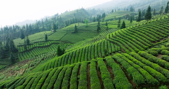 aerial  landscape of spring green tea field in the Sichuan China