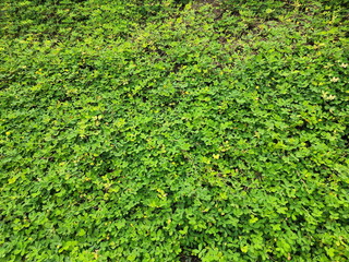 Fresh small green leaves of Arachis, Pinto peanut growing in the garden. Scientific name: Arachis pintoi, commonly planted as a ground cover instead of other grasses. Small herbaceous plant, 
