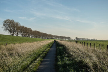 Fototapeta na wymiar view on an asphalt biking road along a dike with poplars on the former island Goeree Overflakkee