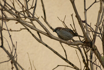 Male House Sparrow (Passer domesticus) sitting on a tree branch in Zurich, Switzerland